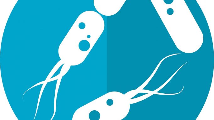 Raw vs. cooked diets have distinct effects on both mouse and human gut microbes cropped Raw vs. cooked diets have distinct effects on both mouse and human gut microbes