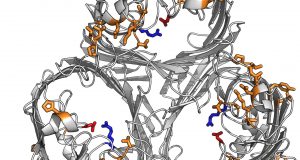 cropped Researchers reveal how bacteria behind hospital infections block out antibiotics