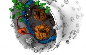 Scientists construct energy production unit for a synthetic cell cropped Scientists construct energy production unit for a synthetic cell