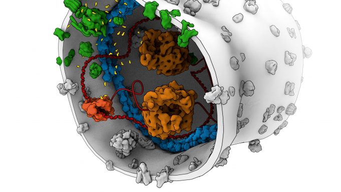 Scientists construct energy production unit for a synthetic cell cropped Scientists construct energy production unit for a synthetic cell