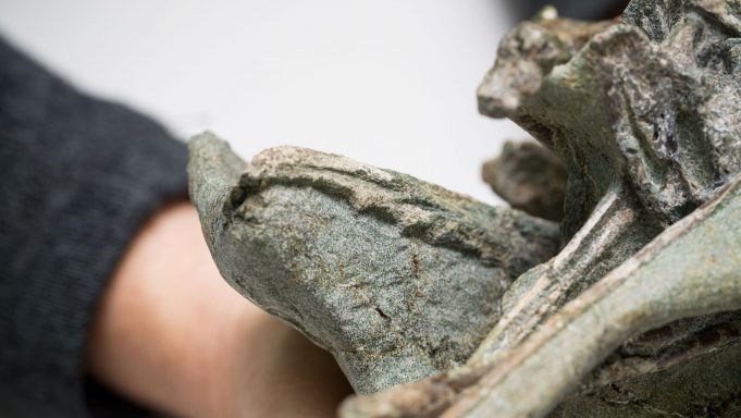 Scientists discover one of world’s oldest bird species at Waipara, New Zealand cropped Scientists discover one of worlds oldest bird species at Waipara New Zealand