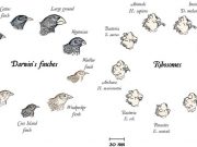 cropped Scientists identify rare evolutionary intermediates to understand the origin of eukaryotes