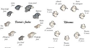 cropped Scientists identify rare evolutionary intermediates to understand the origin of eukaryotes