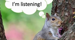 cropped Squirrels listen in to birds conversations as signal of safety