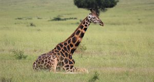 cropped The dark giraffe the new dark horse
