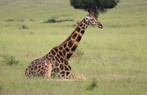 The dark giraffe, the new dark horse cropped The dark giraffe the new dark horse