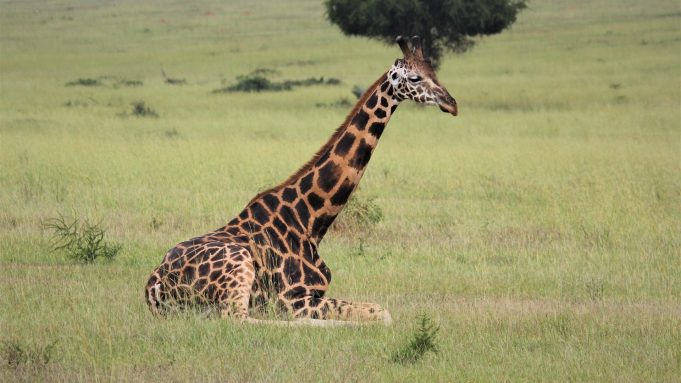 cropped The dark giraffe the new dark horse