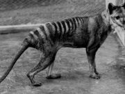 cropped The shared evolution of the Tasmanian tiger and the wolf