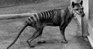 cropped The shared evolution of the Tasmanian tiger and the wolf