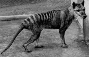 The shared evolution of the Tasmanian tiger and the wolf cropped The shared evolution of the Tasmanian tiger and the wolf