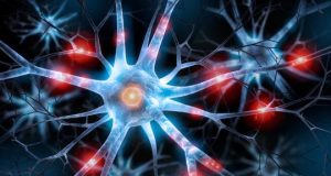 cropped Transplanted brain stem cells survive without anti rejection drugs in mice