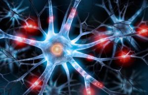 Transplanted brain stem cells survive without anti-rejection drugs in mice cropped Transplanted brain stem cells survive without anti rejection drugs in mice