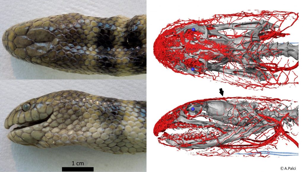 cropped Tropical sea snake uses its head to breathe