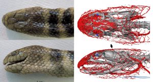 cropped Tropical sea snake uses its head to breathe