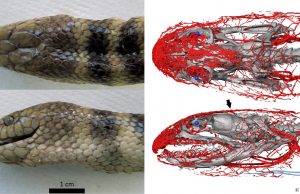 Tropical sea snake uses its head to ‘breathe’ cropped Tropical sea snake uses its head to breathe