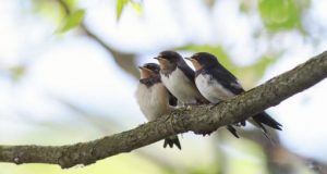 cropped US and Canada have lost more than 1 in 4 birds in the past 50 years