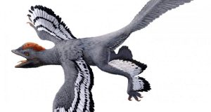 cropped What color were fossil animals