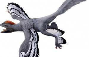 What color were fossil animals? cropped What color were fossil animals