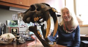 cropped What wolves teeth reveal about their lives