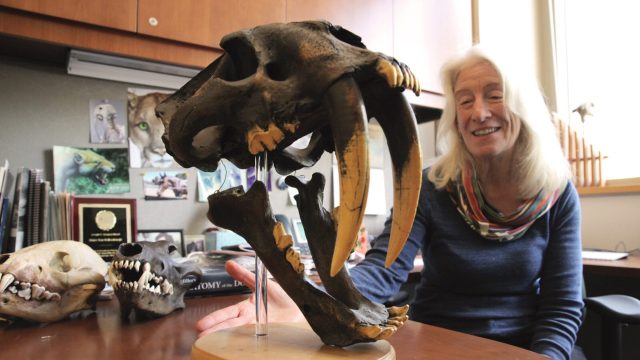 cropped What wolves teeth reveal about their lives