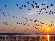 cropped Why do birds migrate at night