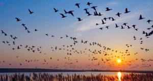 cropped Why do birds migrate at night