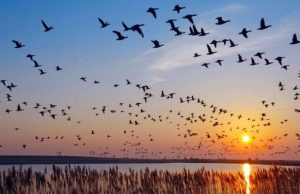 cropped Why do birds migrate at night