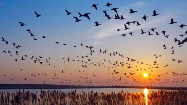 cropped Why do birds migrate at night cropped Why do birds migrate at night