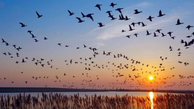 cropped Why do birds migrate at night