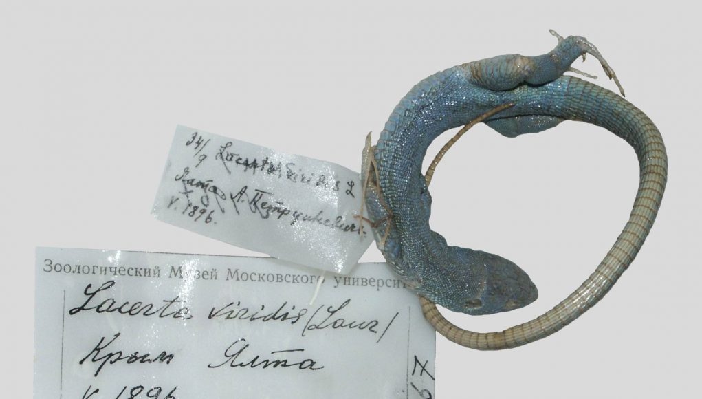 120 year old extinct lizard specimen revealed by mitochondrial DNA