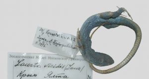 120 year old extinct lizard specimen revealed by mitochondrial DNA