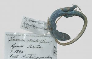 120 year old extinct lizard specimen revealed by mitochondrial DNA