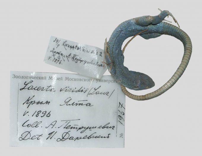 120 year old extinct lizard specimen revealed by mitochondrial DNA