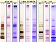 A secret in saliva: Food and germs helped humans evolve into unique member of great apes A secret in saliva Food and germs helped humans evolve into unique member of great apes