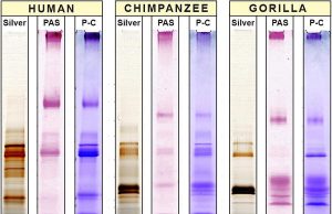 A secret in saliva Food and germs helped humans evolve into unique member of great apes