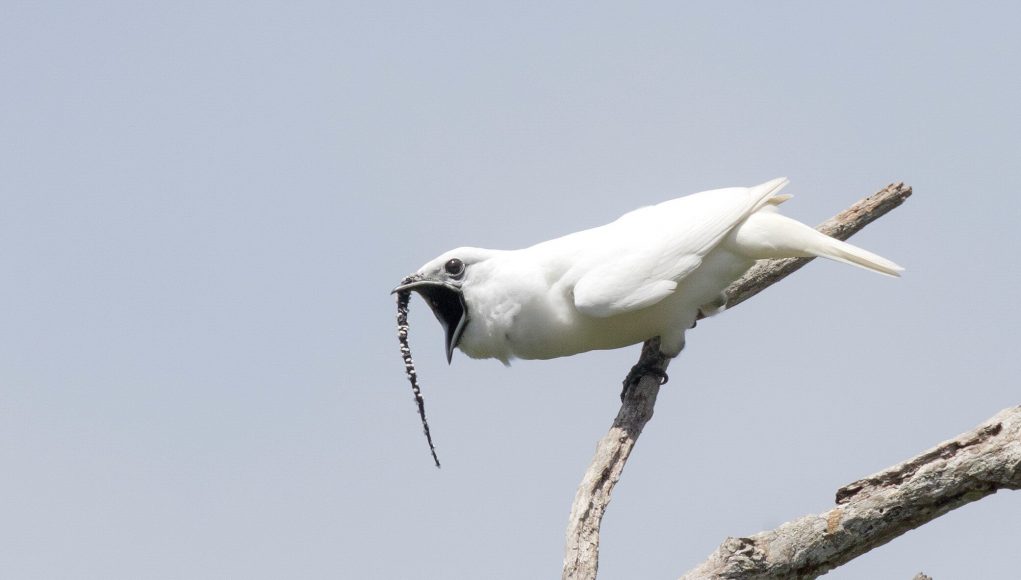 Amazons white bellbirds set new record for loudest bird call