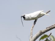 Amazons white bellbirds set new record for loudest bird call