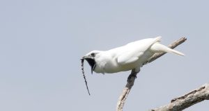 Amazons white bellbirds set new record for loudest bird call