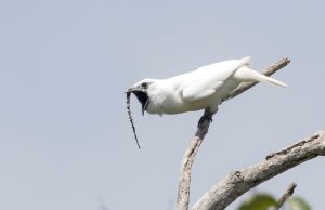 Amazons white bellbirds set new record for loudest bird call