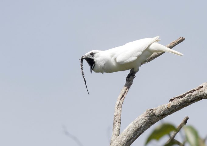 Amazons white bellbirds set new record for loudest bird call