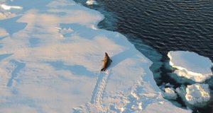 Antarctic sea ice is key to triggering ice ages study finds