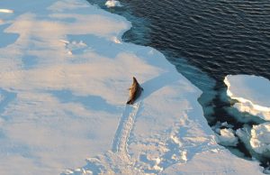 Antarctic sea ice is key to triggering ice ages study finds
