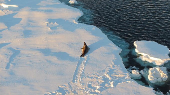 Antarctic sea ice is key to triggering ice ages study finds