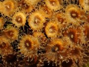 Back from the dead: Some corals regrow after ‘fatal’ warming Back from the dead Some corals regrow after fatal warming