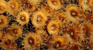 Back from the dead Some corals regrow after fatal warming