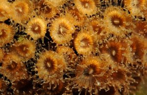 Back from the dead Some corals regrow after fatal warming