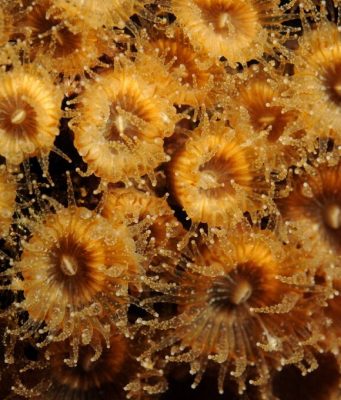 Back from the dead Some corals regrow after fatal warming