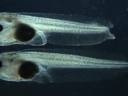 By cutting out one gene researchers remove a tadpoles ability to regenerate