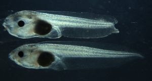 By cutting out one gene researchers remove a tadpoles ability to regenerate