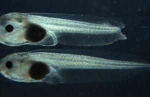 By cutting out one gene researchers remove a tadpoles ability to regenerate